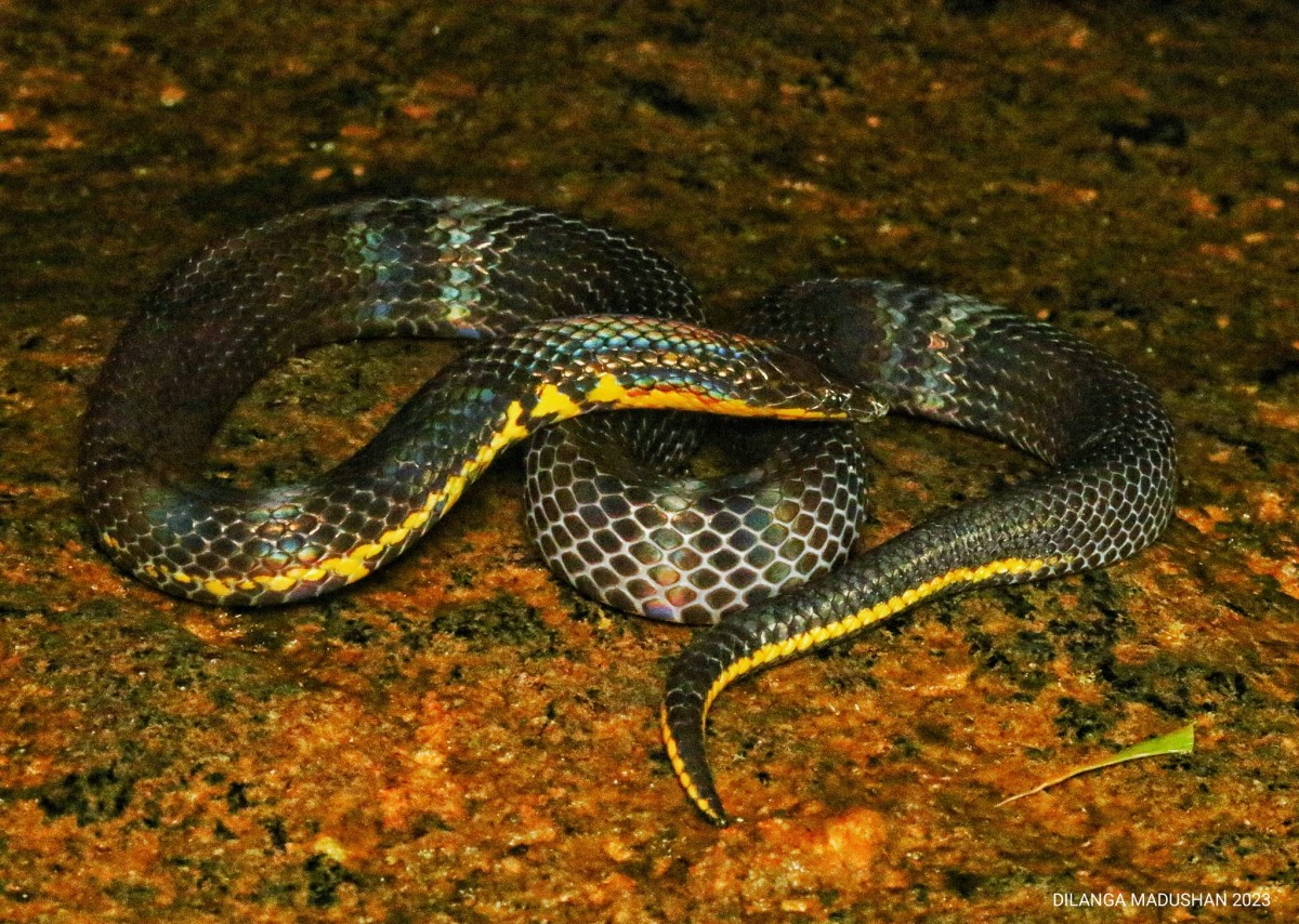 Aspidura ravanai Wickramasinghe, Vidanapathirana, Kandambi, Pyron and Wicramasinghe, 2017